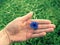 Hand hold blue cornflower in blossom. Green ripe oilseed field
