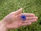 Hand hold blue cornflower in blossom. Green ripe oilseed field