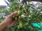 Hand hold a bunch of Hog plum also known as Kedondong, Ambarella, or June Plum.