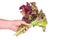 Hand hold bunch of Red leaf Lettuce