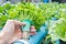 Hand hold Coriander planting Water Hydroponics