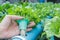 Hand hold Coriander planting Water Hydroponics