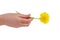 Hand hold dandelion