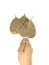 Hand hold dried bodhi leafs on white background