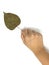 Hand hold dried bodhi leafs on white background