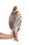 Hand hold giant cured bream fish isolated on a white