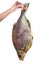 Hand hold giant cured bream fish isolated on a white
