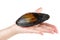 Hand hold large swan mussel on white