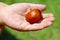 Hand Hold Oil Palm Seed