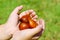 Hand Hold Oil Palm Seed