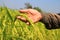 Hand hold ripe rice in the autumn