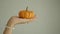 hand hold a small pumpkin against white backgorund