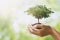 hand holdig big tree growing on green background. eco earth day concept