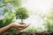 hand holdig big tree growing on green background. eco earth day concept