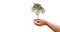 hand holdig big tree growing on white background. eco earth day concept