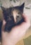 Hand Holding a 3 Week Old Tortie Kitten