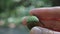 Hand holding acorn in palm