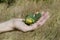 Hand holding acorns green coloured