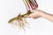 Hand holding Acorus calamus roots, also known as sweet flag, isolated on light background