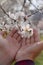 A hand holding almond bloom in hands. Smooth background.