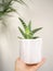 Hand holding a Aloe Variegata in a striped pot