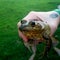 Hand holding American Bull Frog