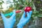 Hand holding apple fruit with syringe with chemical fertilizers of red colour in apple. GMO and pesticide modification. Scientist