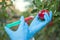 Hand holding apple fruit with syringe with chemical fertilizers of red colour in apple. GMO and pesticide modification. Scientist