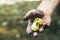 Hand holding apple photo. Farmer protecting his product. Fruit picking by farmer hand. Closeup hand and fresh apple. Gathering han