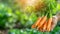 Hand holding assorted carrots on blurred background with ample space for text placement