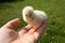 Hand holding baby chick