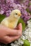 Hand holding a baby chick