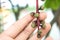 Hand holding Barringtonia racemosa.Close-up