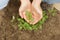 Hand Holding Basil Leaves