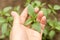 Hand Holding Basil Leaves