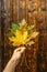 Hand holding beautiful colorful autumn leaves on dark brown wood. Autumn vibrant colors. Close-up of group of fall leaves copy
