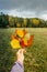 Hand holding beautiful colorful autumn leaves forest in background. Autumn vibrant colors. Close-up of group of fall leaves copy