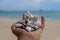 A hand holding beautiful seashells on a paradise island.