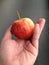 Hand holding biten red apple, healthy fruit concept