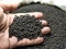 hand holding black color slow release granule organic fertilizer for complete nutrition of plants