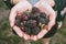 Hand holding Blackberries