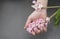 A hand holding blooming hyacinthus, grey background