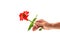 A hand holding a blossoming zinnia flower isolated on white background. A flower as a gift and symbol of love concept
