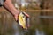 Hand holding bluegill fish