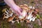 Hand holding Boletus Edulis in the forest. Raw edible mushrooms on the moss in the woods at fall