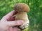 A hand holding Boletus mushroom