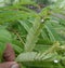 Hand holding branch of green leaves infected with ants insect, nature and wild life photography