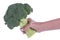 Hand holding a broccoli stem