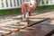 Hand holding a brush applying varnish paint on a wooden surface.