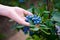 Hand holding bunch of blueberries.Blueberry bush. Northern highbush blueberry.